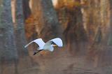 Egret In Flight_26213